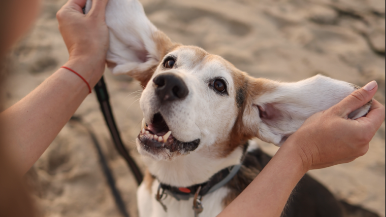 Inspiracje na Prezent dla Twojego Psa: Daj Mu To, Czego Naprawdę Chce!