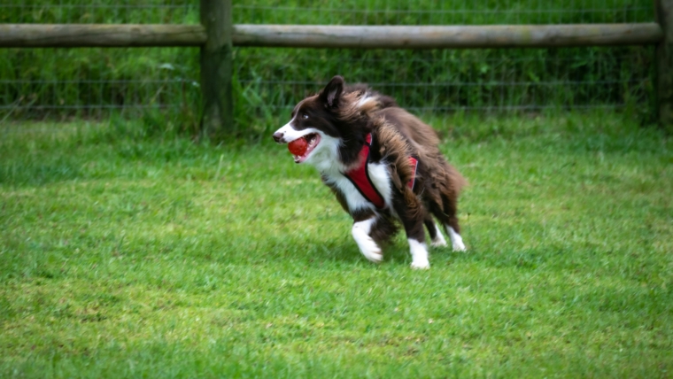 Zabawki dla psów: Radość i Aktywność Dla Twojego Pupila