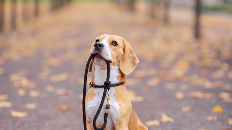 Smycze dla psów: Praktyczny przewodnik po ich rodzajach i pomoc w wyborze