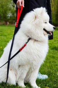 Biały pies rasy Samoyed na smyczy treningowej w zielonym parku. Linka Treningowa Doggler
